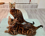 Кошки в Волгограде: Бенгальские котята Девочка, 20 000 руб. - фото 10