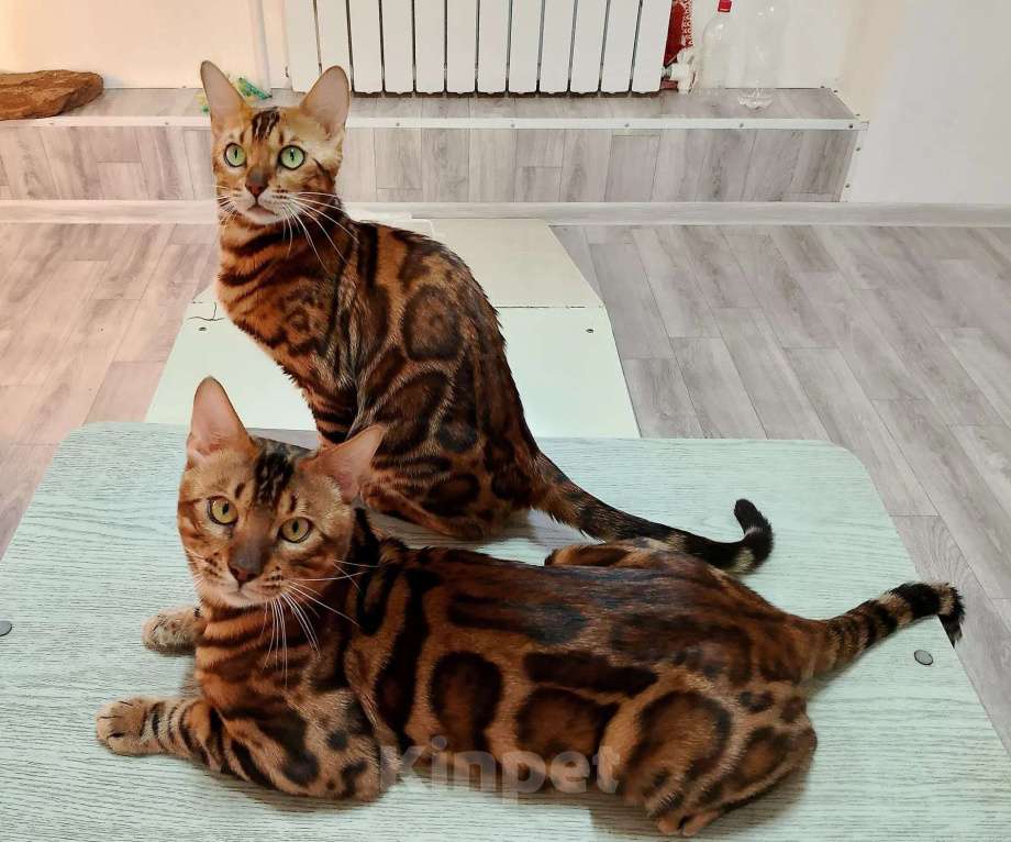 Кошки в Волгограде: Бенгальские котята Девочка, 20 000 руб. - фото 10