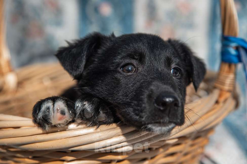 Собаки в Москве: Щенок 2х месяцев Бирма в добрые руки Девочка, Бесплатно - фото 5