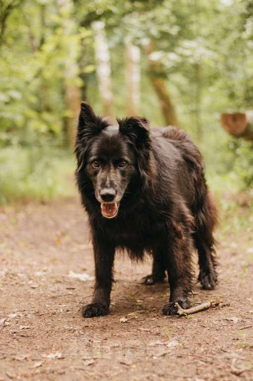 Собаки в Москве: Тихая Сакура ищет дом! Девочка, Бесплатно - фото 6