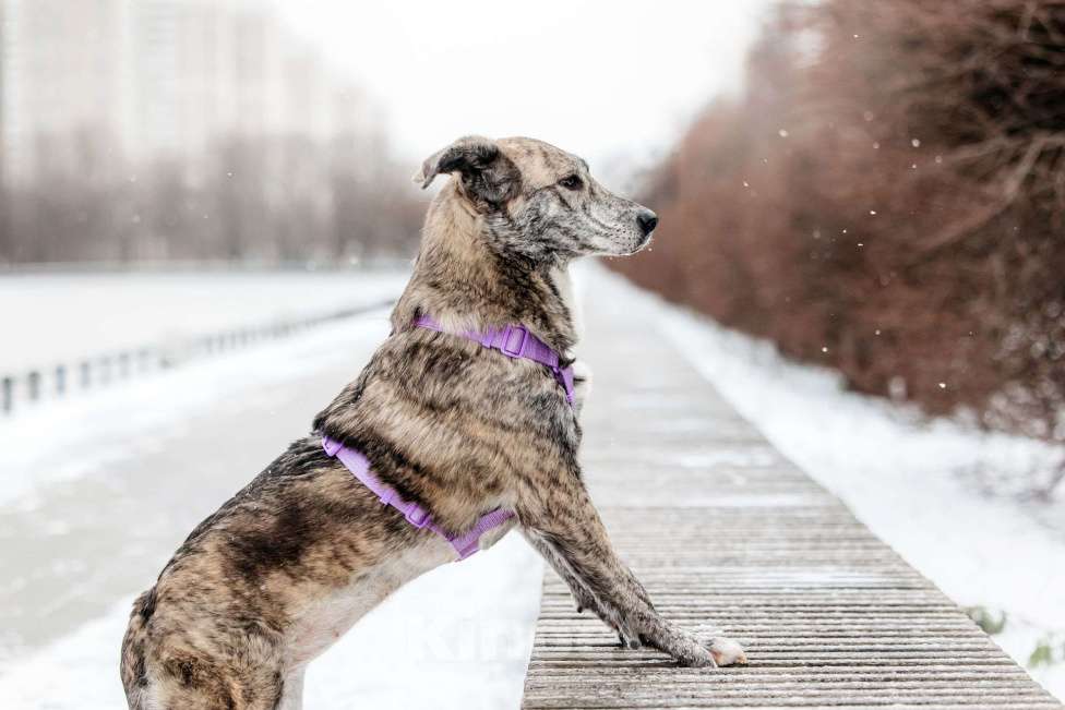 Собаки в Москве: Великолепная Верба ищет дом Девочка, Бесплатно - фото 8