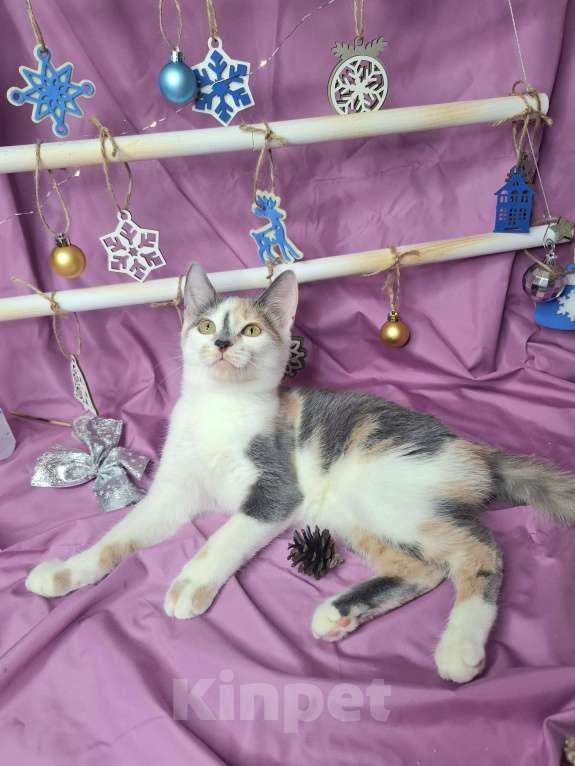 Кошки в Москве: Котёнок трехцветого окраса в добрые руки  Девочка, Бесплатно - фото 1