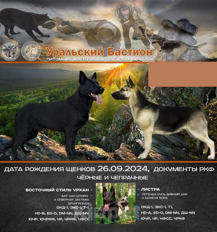 Собаки в Екатеринбурге: Продаются щенки восточноевропейской овчарки с документами РКФ Девочка, 45 000 руб. - фото 6
