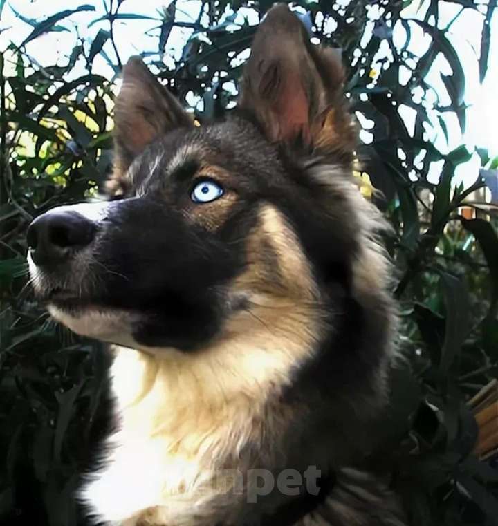 Собаки в других городах Краснодарского края: Ищу хозяена для бездомной собаки Мальчик, Бесплатно - фото 1