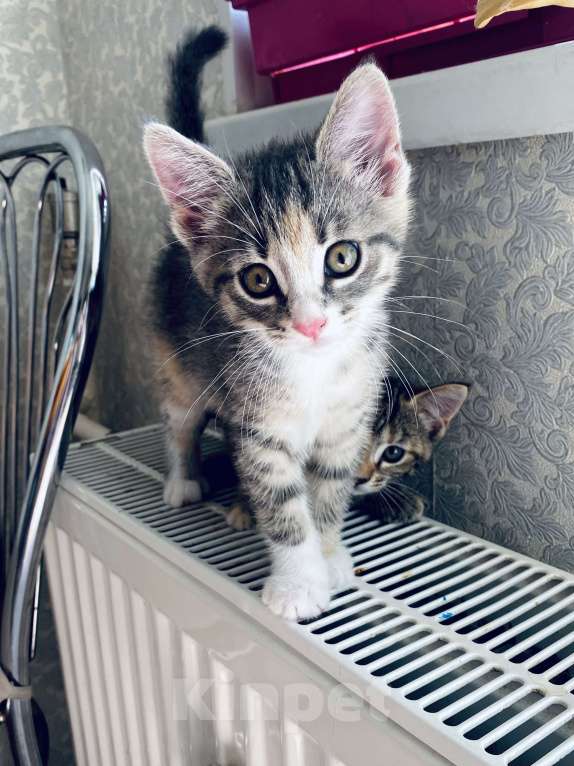 Кошки в Санкт-Петербурге: Ласковая Кошечка в добрые руки  Девочка, 10 руб. - фото 2