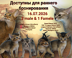 Кошки в Новокузнецке: Котенок абиссинкой породы T-Rex Geya Девочка, 50 000 руб. - фото 3