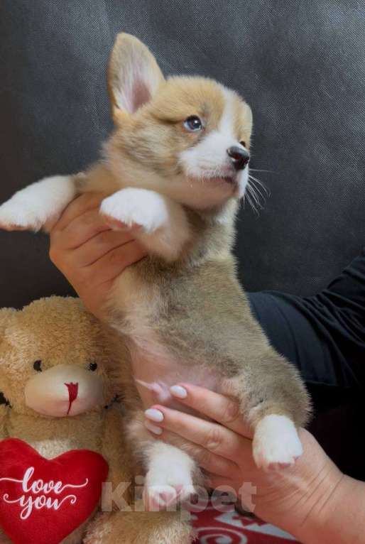 Собаки в других городах Московской области: Вельш корги пемброк мальчик  Мальчик, 38 000 руб. - фото 4