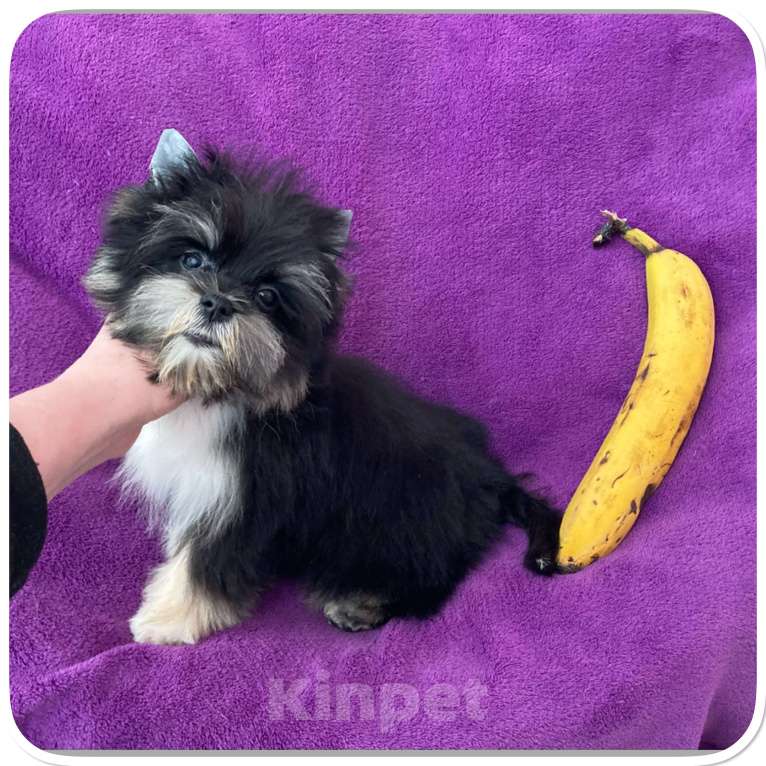 Собаки в Москве: Чёрный йорк девочка стандарт кукольная Девочка, 70 000 руб. - фото 5