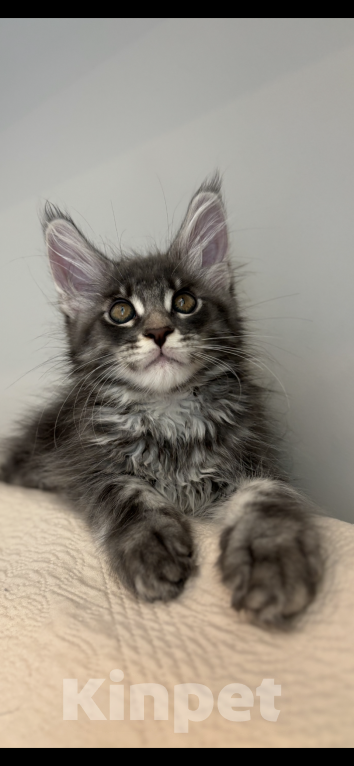 Кошки в Москве: Котик мейн-кун из питомника Status Joy Мальчик, Бесплатно - фото 8