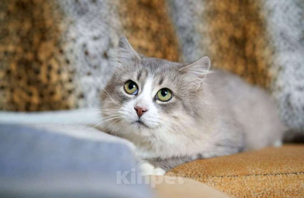 Кошки в Балашихе: красивая кошечка ищет дом Девочка, Бесплатно - фото 2