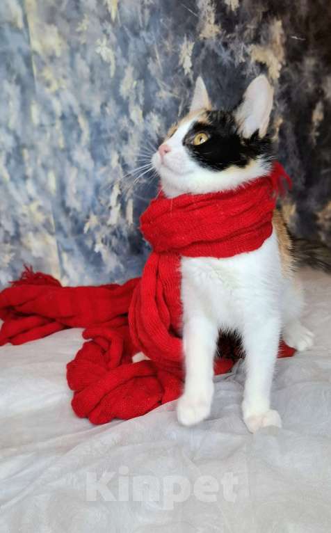 Кошки в Москве: Трехцветный котёнок в добрые руки  Девочка, Бесплатно - фото 5