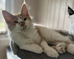Кошки в Москве: Котята мейн кун Девочка, 50 000 руб. - фото 6