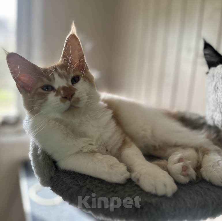 Кошки в Москве: Котята мейн кун Девочка, 50 000 руб. - фото 6