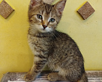 Кошки в Москве: Котенок в добрые руки Девочка, Бесплатно - фото 1
