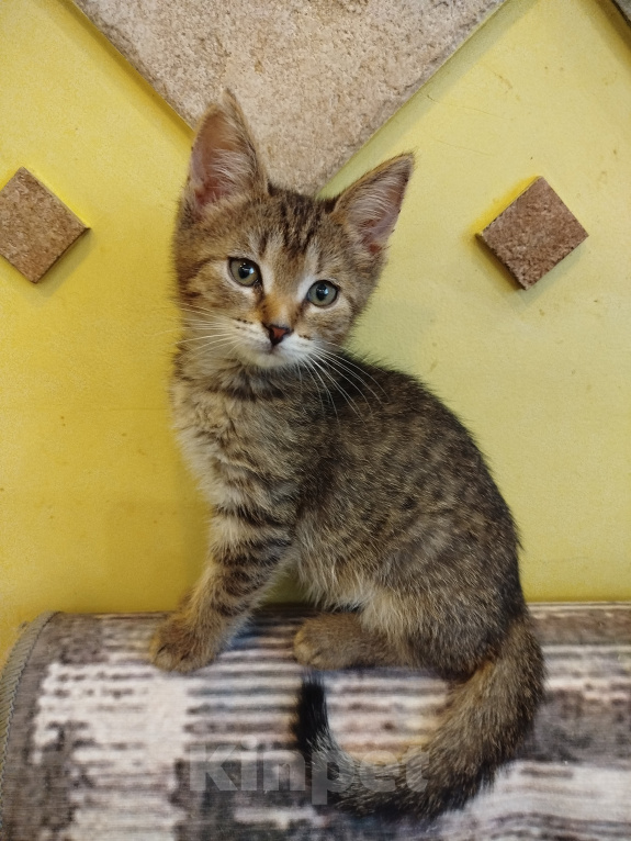 Кошки в Москве: Котенок в добрые руки Девочка, Бесплатно - фото 1