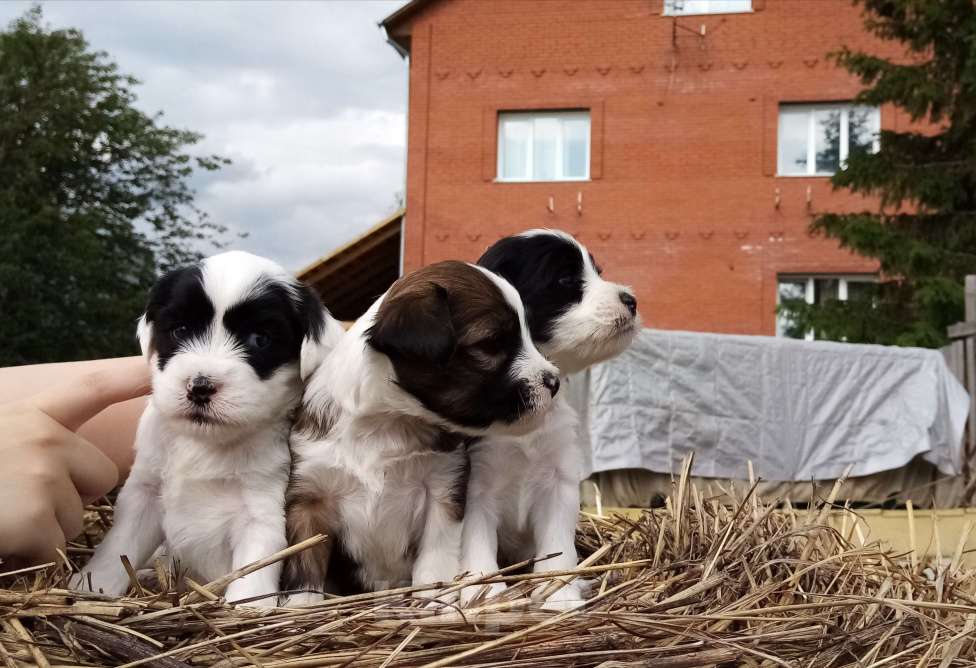 Собаки в Москве: Щенки тибетского терьера  Мальчик, 70 000 руб. - фото 2