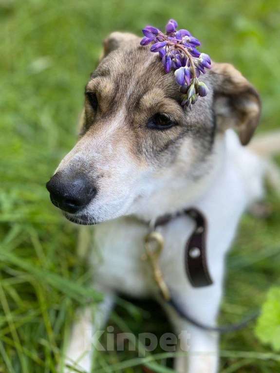 Собаки в Москве: Анита Девочка, Бесплатно - фото 5