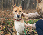 Собаки в Видном: Метис стафа Хистория, 2 года Девочка, Бесплатно - фото 3