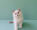 Кошки в Пензе: Котёнок девочка породы Рэгдолл - Bella Девочка, 65 000 руб. - фото 1