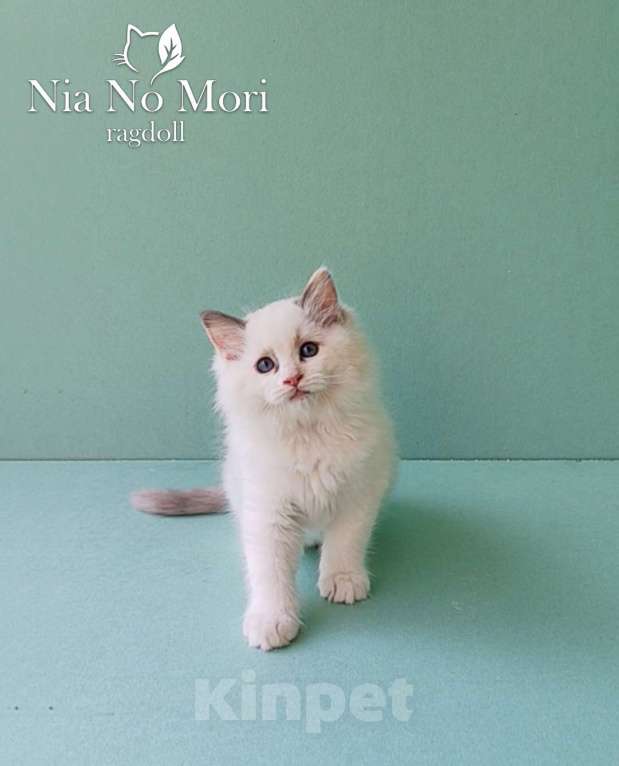 Кошки в Пензе: Котёнок девочка породы Рэгдолл - Bella Девочка, 65 000 руб. - фото 1