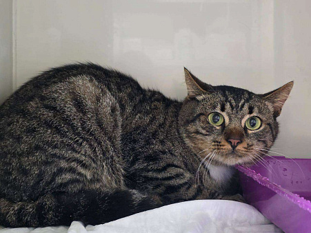 Котик Честер ищет дом