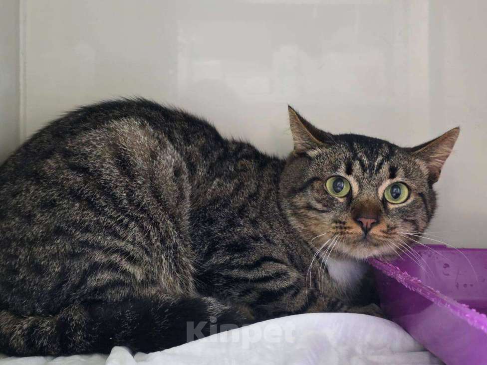 Кошки в Москве: Котик Честер ищет дом Мальчик, Бесплатно - фото 1