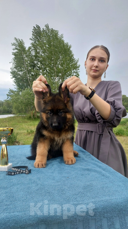 Собаки в Минусинске: Щенки немецкой овчарки длинношёрстные Мальчик, 60 000 руб. - фото 4