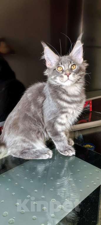 Кошки в Краснодаре: Котята Мейн-кун Разнополые, 35 000 руб. - фото 8