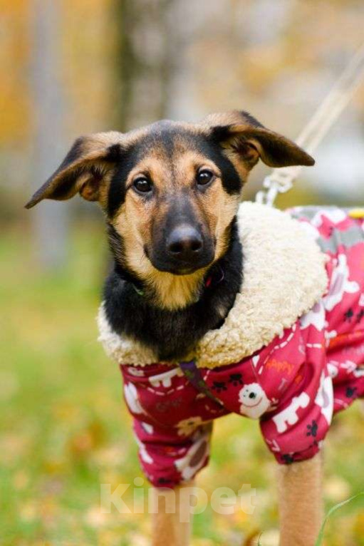 Собаки в Москве: Лекси Девочка, Бесплатно - фото 4