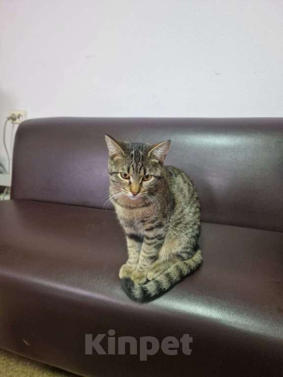 Кошки в Перми: Отдам в добрые руки Мальчик, Бесплатно - фото 1