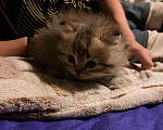 Кошки в Бологом: Персидская, 500 руб. - фото 4