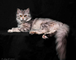 Кошки в Княгинино: Котята Мейн-куна, 30 000 руб. - фото 9