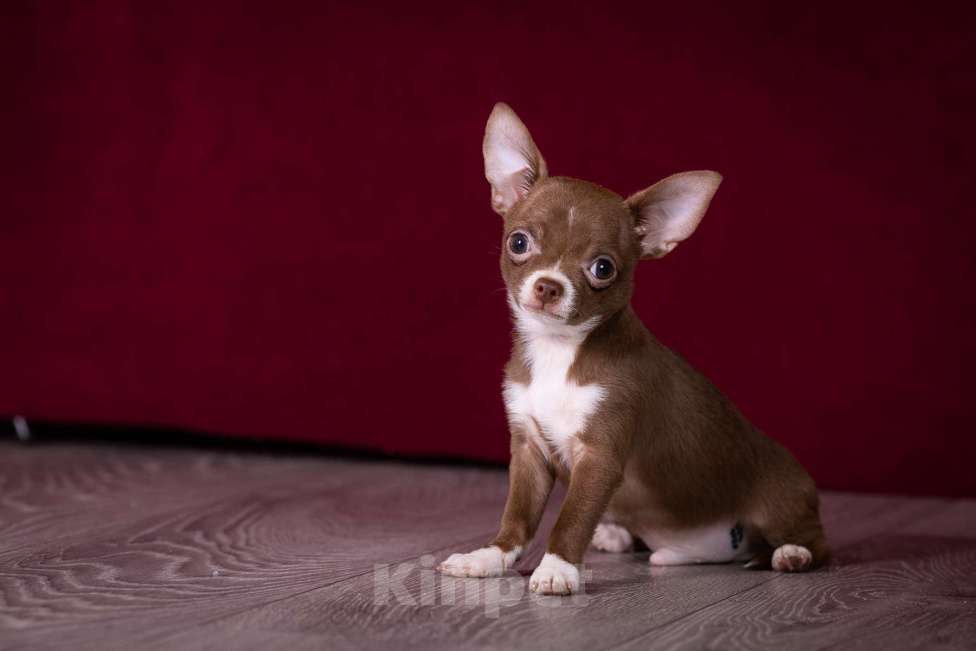 Собаки в Балашихе: Мини мальчик шоколадный чихуахуа  Мальчик, 40 000 руб. - фото 5