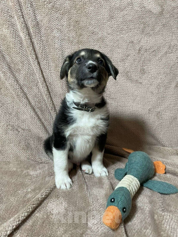 Собаки в Новосибирске: Щенок в добрые руки  Мальчик, Бесплатно - фото 4