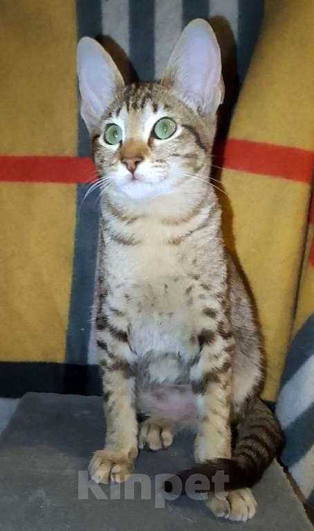 Кошки в Москве: Ориентальные котята  Девочка, 15 000 руб. - фото 7