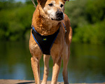 Собаки в Москве: Солнечный лучезарный Рыжик Мальчик, Бесплатно - фото 2