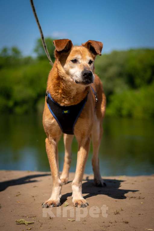 Собаки в Москве: Солнечный лучезарный Рыжик Мальчик, Бесплатно - фото 2