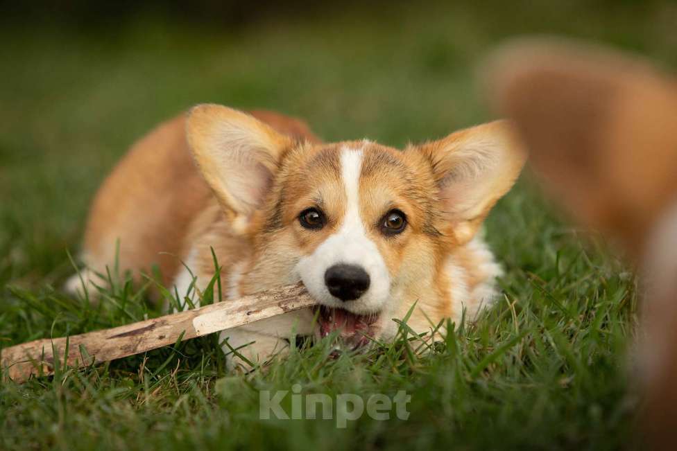 Собаки в других городах Ленинградской области: Замечательная девочка Снежа  Девочка, 65 000 руб. - фото 2