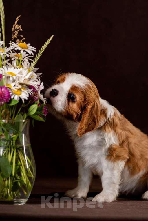 Собаки в других городах Московской области: Изэль Девочка, 125 000 руб. - фото 2