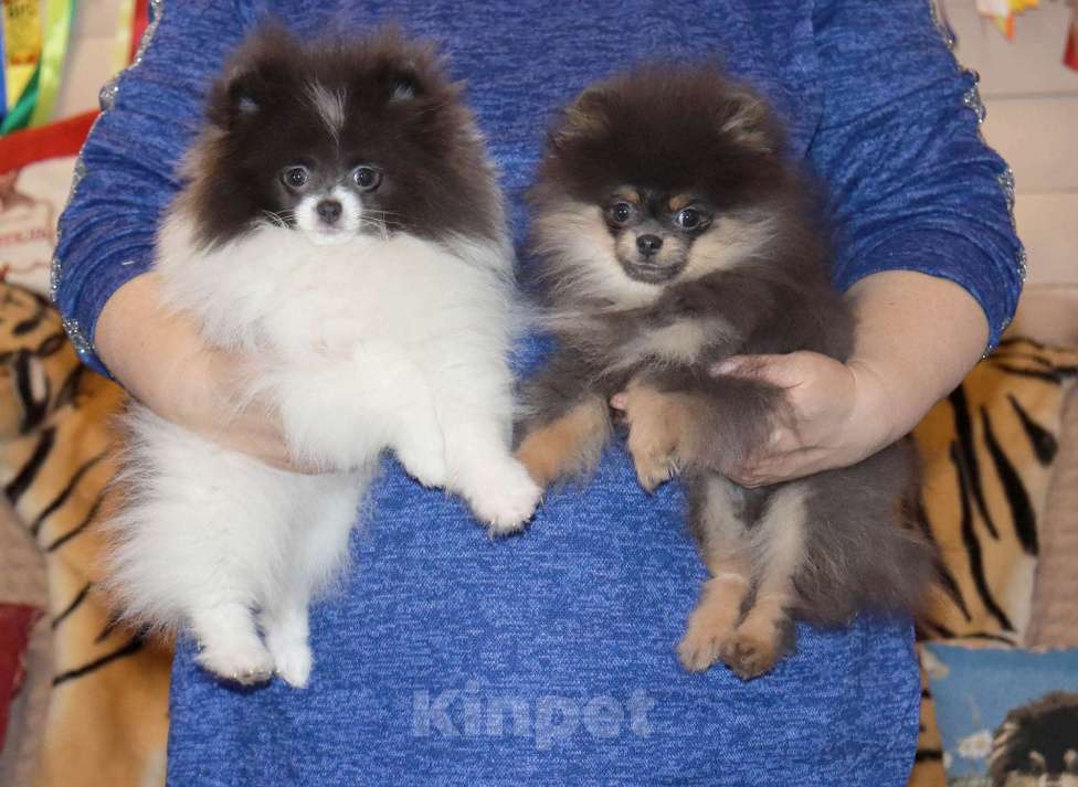 Собаки в Москве: 💎👍Голубые щенки шпица Разнополые, 75 000 руб. - фото 2