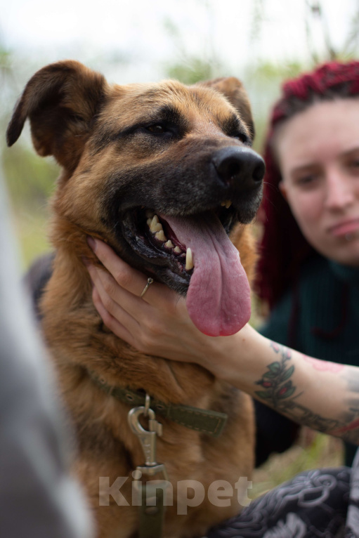 Собаки в Москве: Тася Девочка, Бесплатно - фото 5