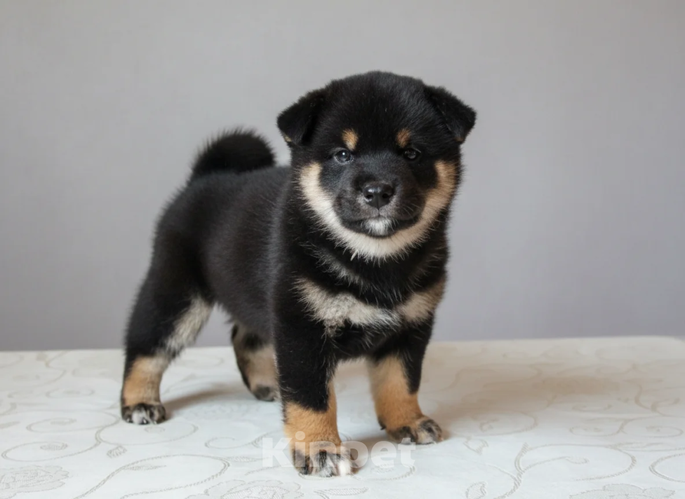 Собаки в других городах Московской области: Щенок девочка Сиба-Ину Девочка, 100 000 руб. - фото 2