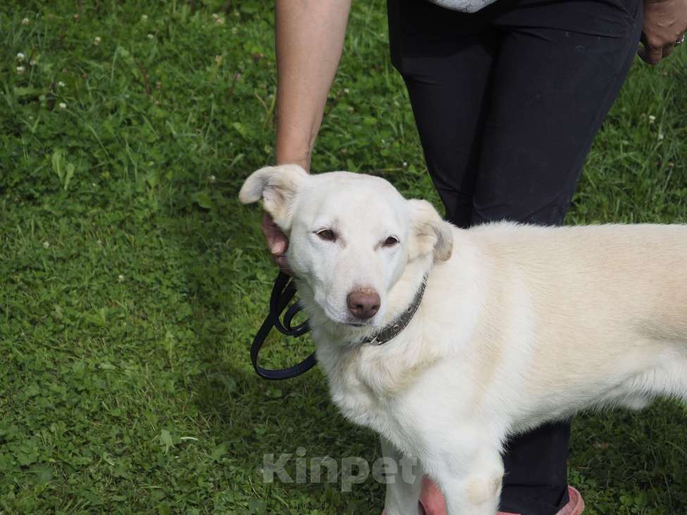 Собаки в Москве: Сэм, собака с потрясающей улыбкой Мальчик, Бесплатно - фото 4