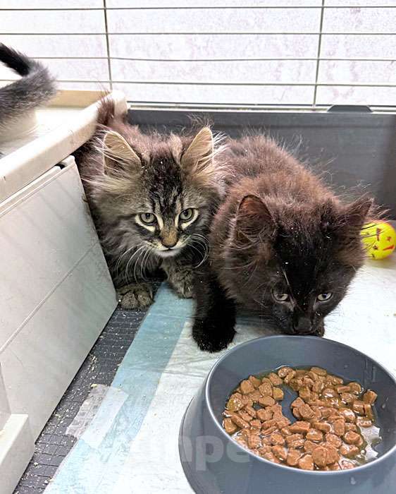 Кошки в Санкт-Петербурге: Пушистое счастье в добрые руки Ищем дом для очаровательных котят Мальчик, 10 руб. - фото 2