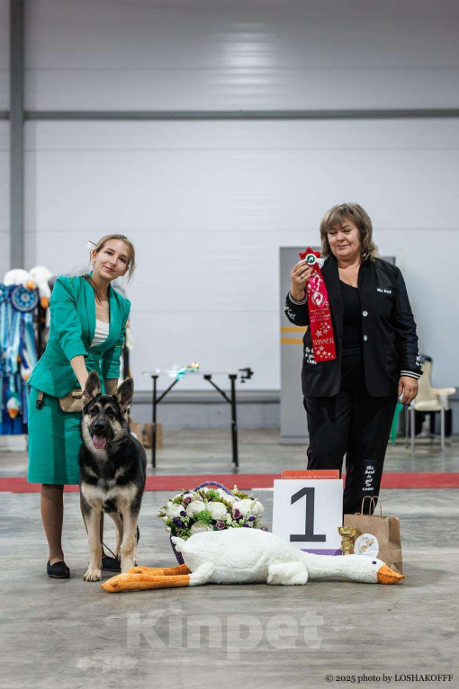 Собаки в Москве: Щенки Восточноевропейской овчарки Девочка, 65 000 руб. - фото 8