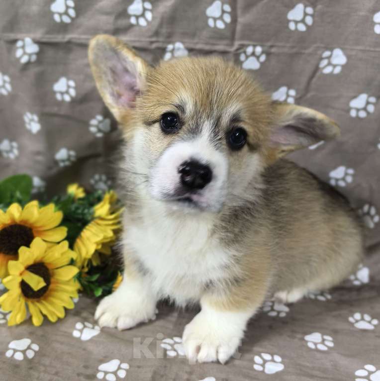 Собаки в Москве: Вельш корги меброк Мальчик, 60 000 руб. - фото 1