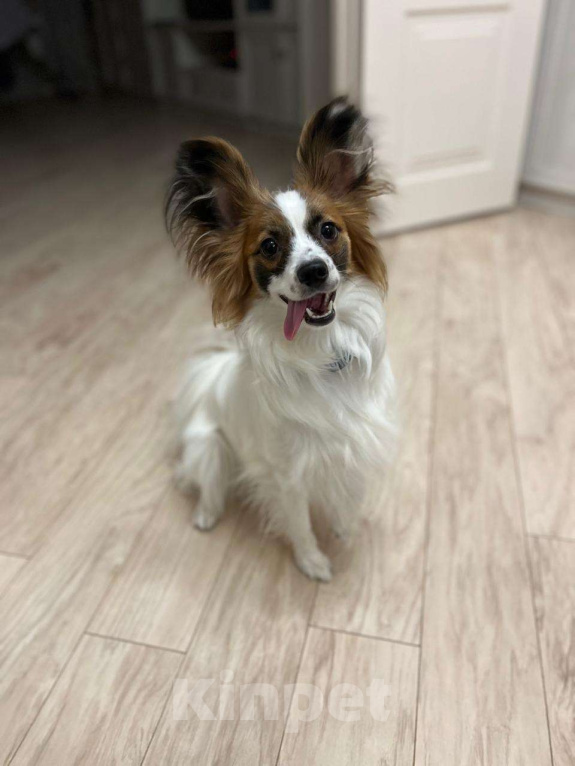 Собаки в Москве: Лапочка Папийон Девочка, 55 000 руб. - фото 4