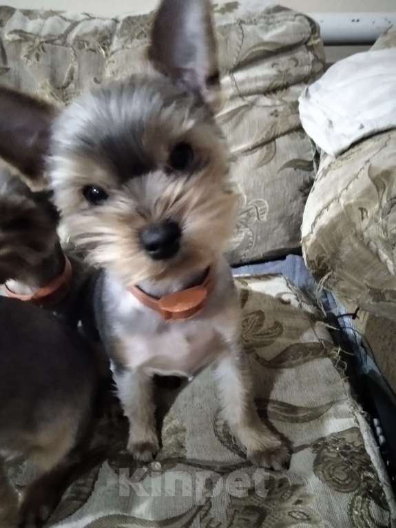 Собаки в других городах Тульской области: Продаются девочки Девочка, 15 000 руб. - фото 5