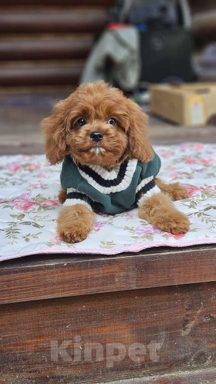 Собаки в Москве: Мальчик кавапу в окрасе ред браун Мальчик, 90 000 руб. - фото 3