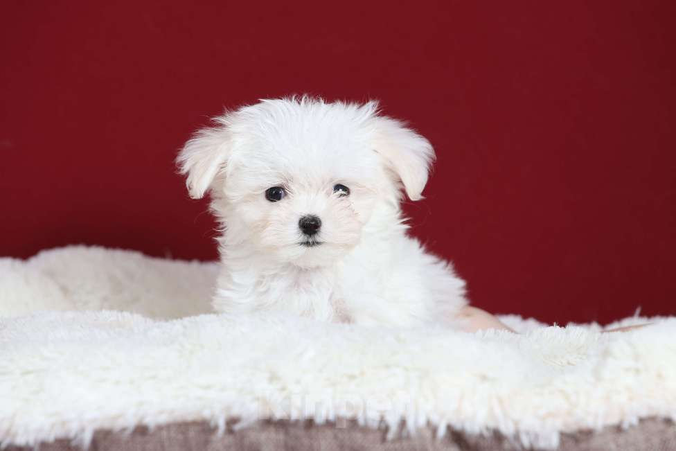 Собаки в Курске: Мальтийская болонка щенок Мальчик, Бесплатно - фото 3